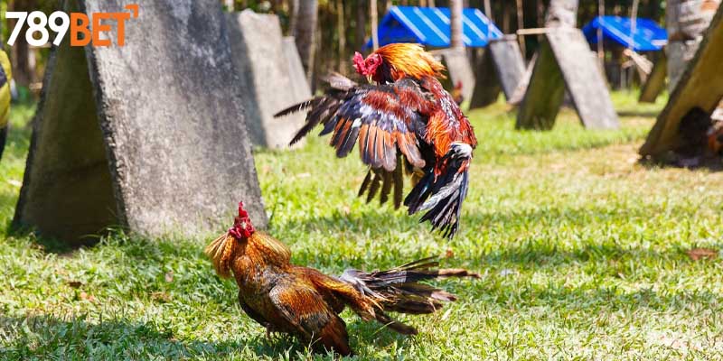 Hệ thống cửa cược với tỷ lệ trả thưởng khủng