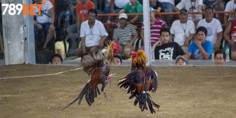 Kinh nghiệm chơi đá gà hiệu quả từ chuyên gia