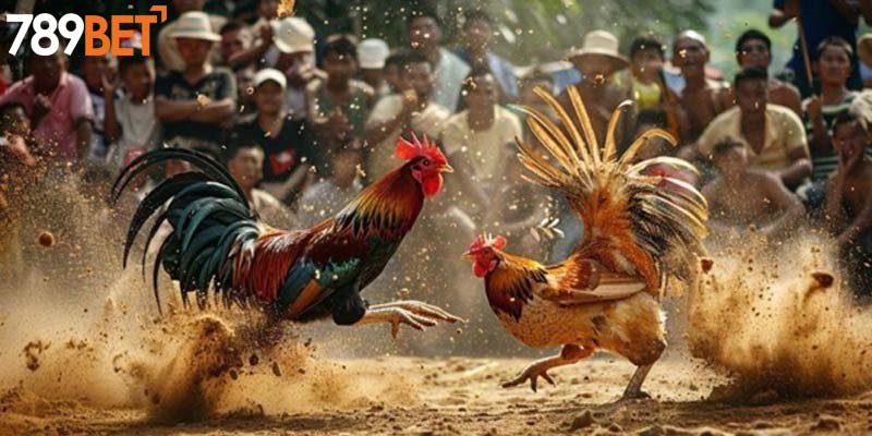Đá gà Campuchia là loại hình chọi kê siêu hot