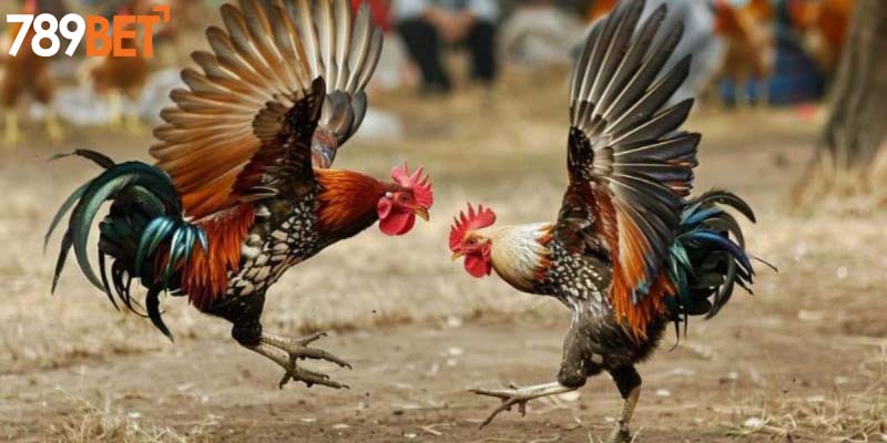 Luật chơi chọi kê đơn giản và dễ nhớ