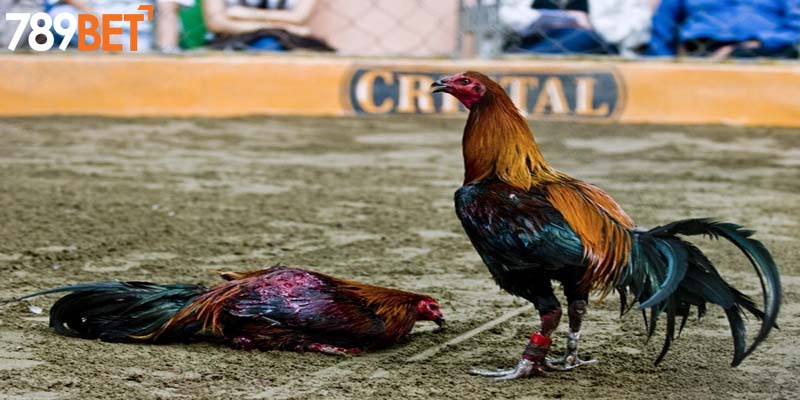 Luật chơi đá gà cụ thể cho mọi người nắm rõ